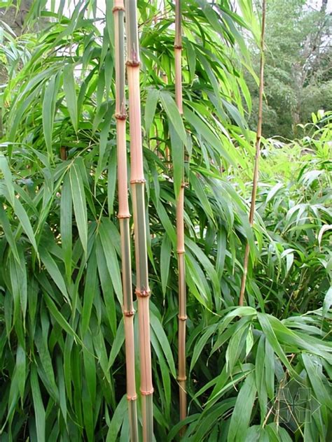 竹子品種 蝙蝠飛